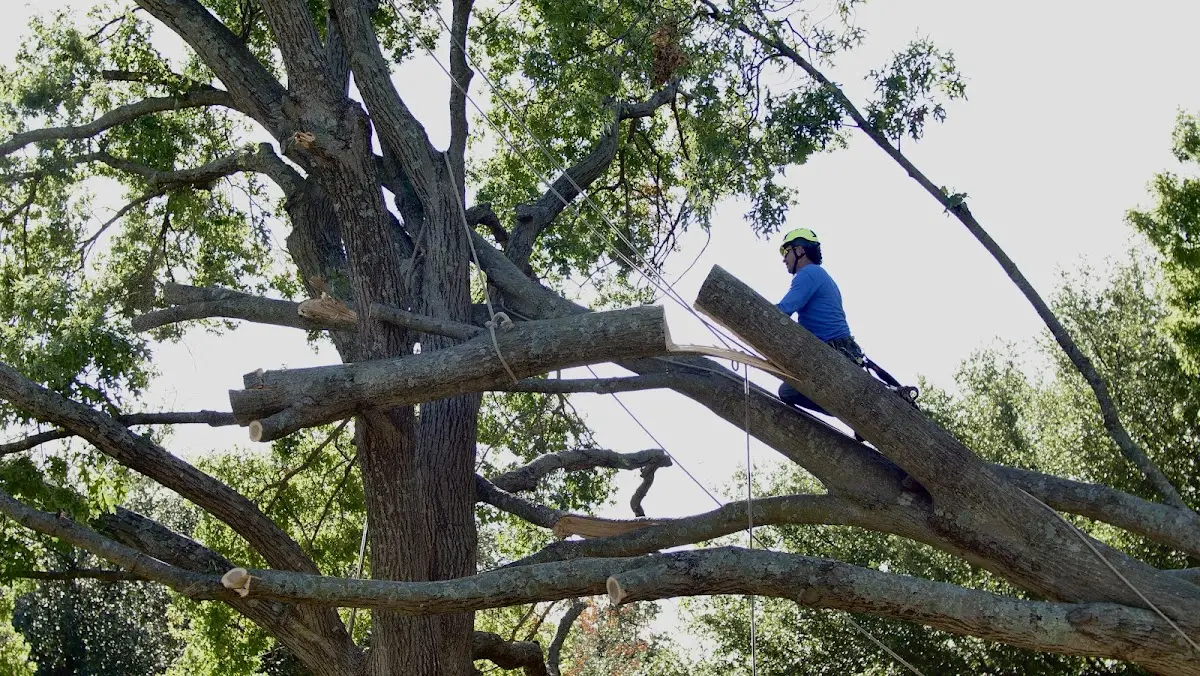 Professional Hazardous Tree Removal performed by certified arborists in Brule